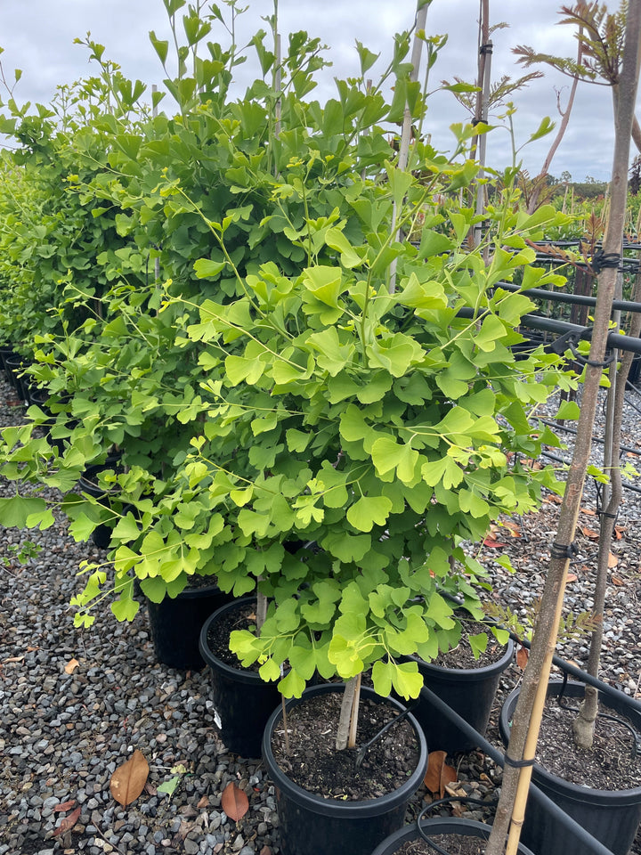 Ginkgo Biloba