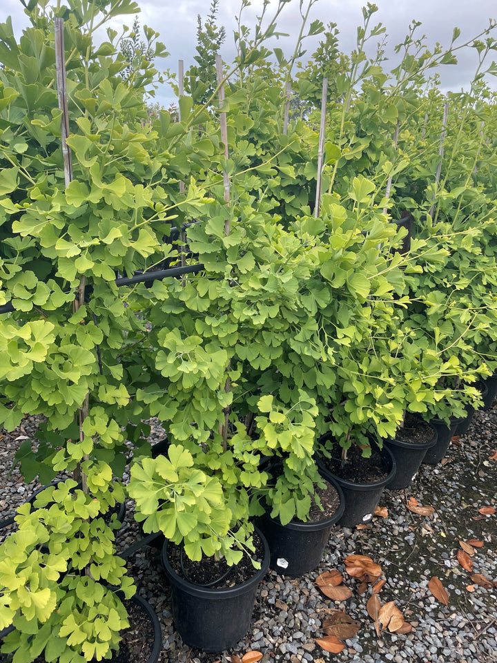 Ginkgo Biloba &