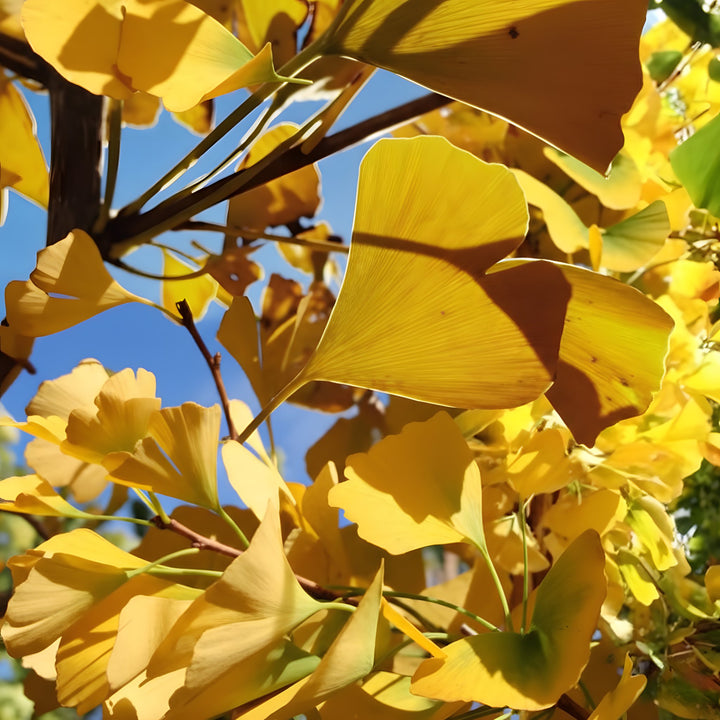 Ginkgo Biloba &