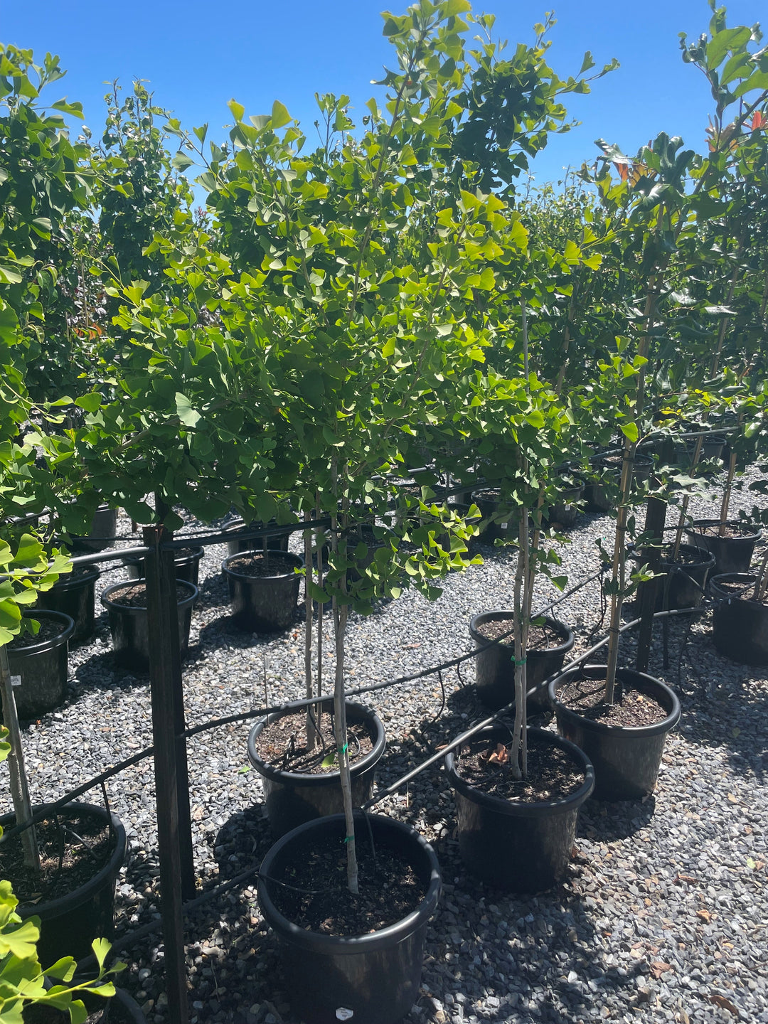 Ginkgo Biloba 'Piedmont Pillar'