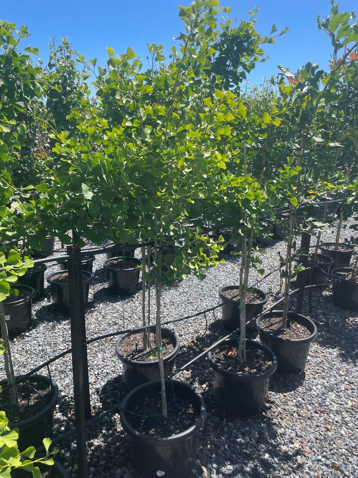 Ginkgo Biloba 'Piedmont Pillar'