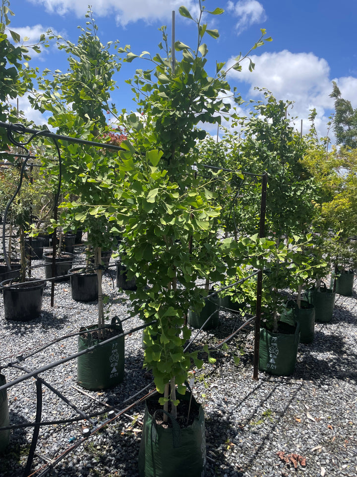 Ginkgo Biloba &