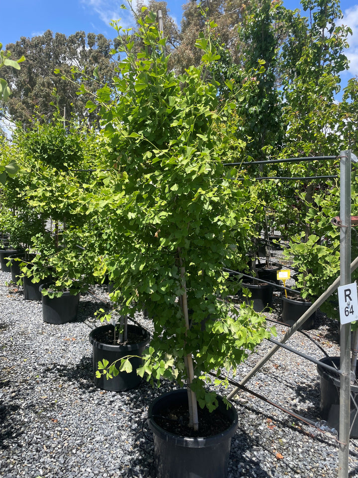 Ginkgo Biloba &