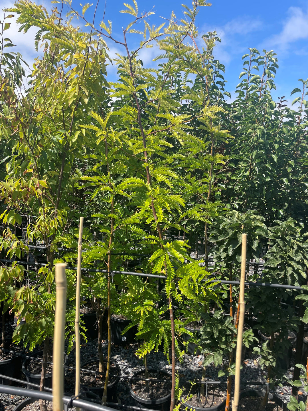Gleditsia triacanthos &