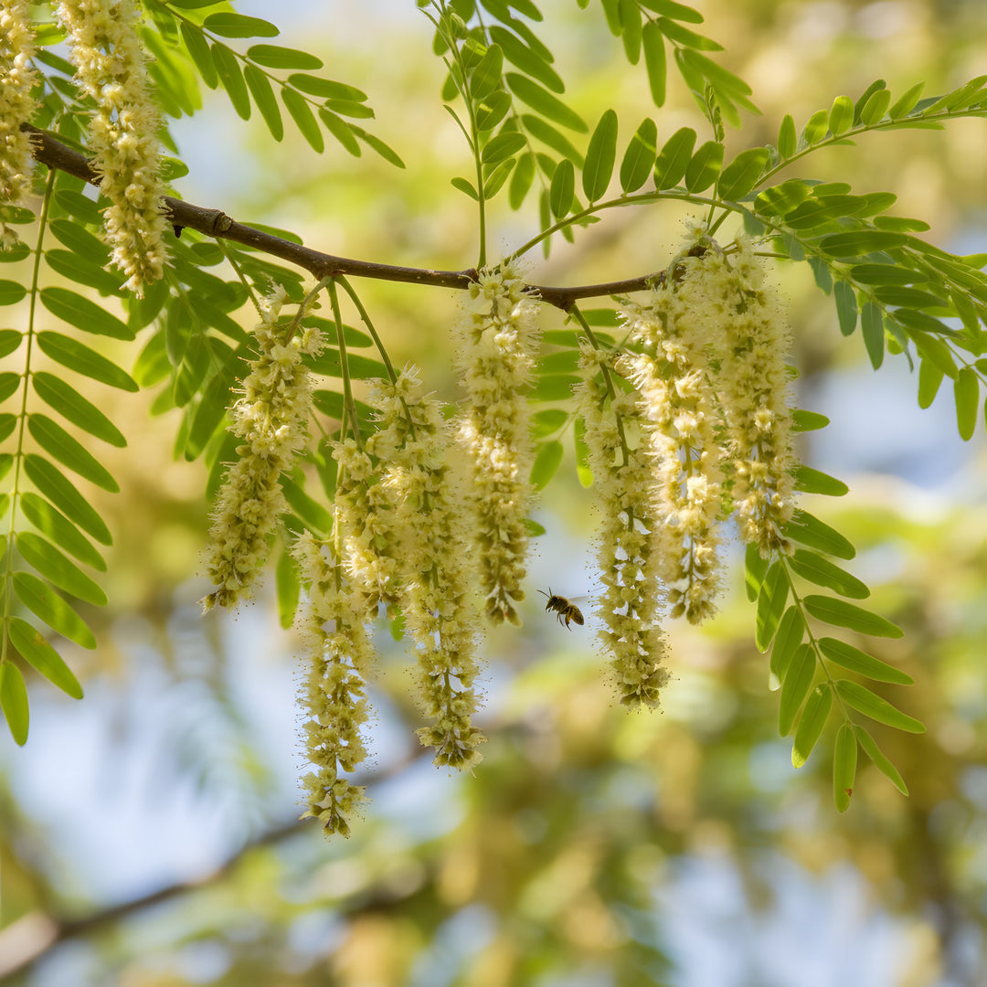 Gleditsia Triacanthos var. Inermis 'Shademaster' 300mm Pot for sale Adelaide Plant Co