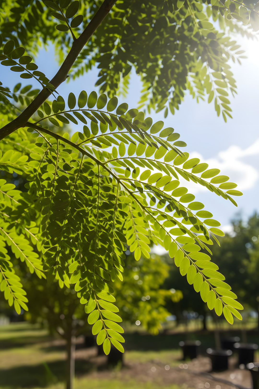 Gleditsia Triacanthos var. Inermis &