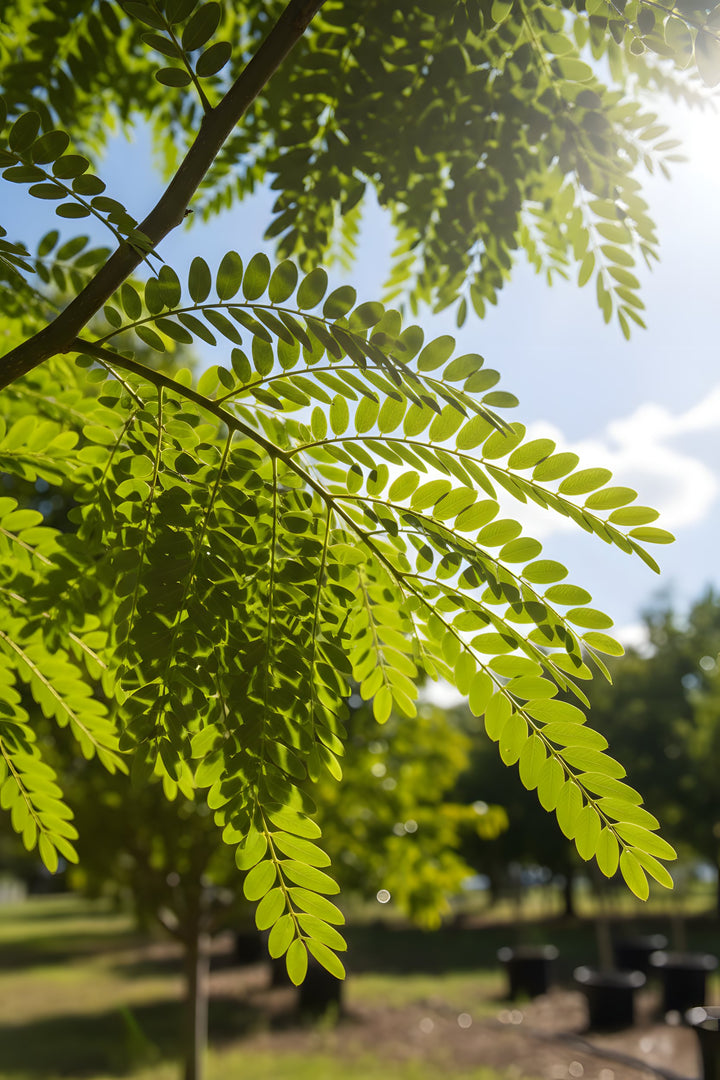 Gleditsia Triacanthos var. Inermis &