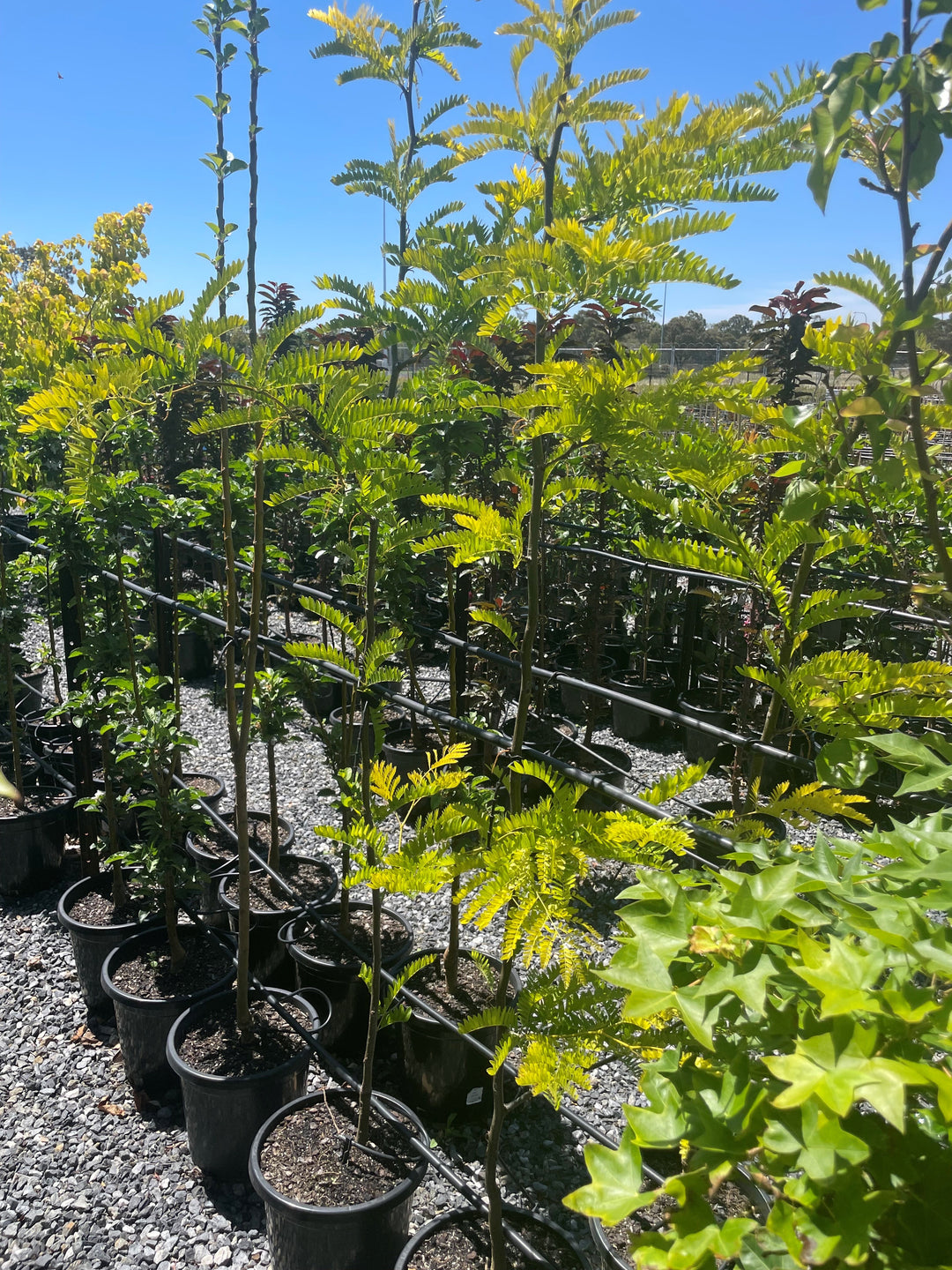 Gleditsia Triacanthos var. Inermis 'Shademaster'