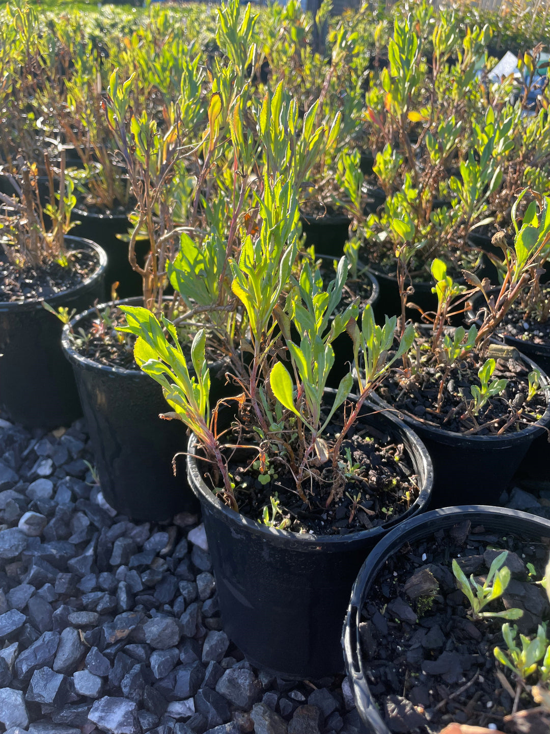 Goodenia albiflora 140mm Pot for sale Adelaide Plant Co