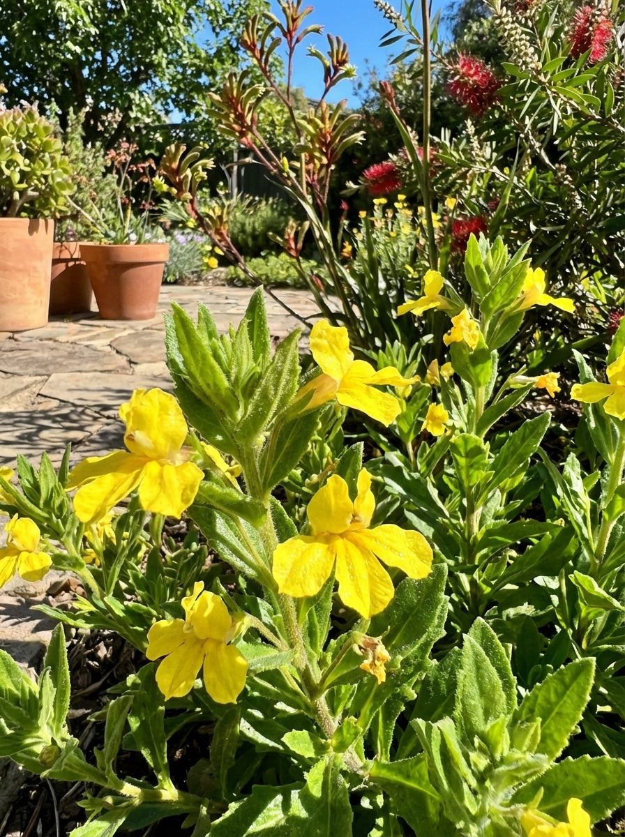 Goodenia amplexans for sale Adelaide Plant Co