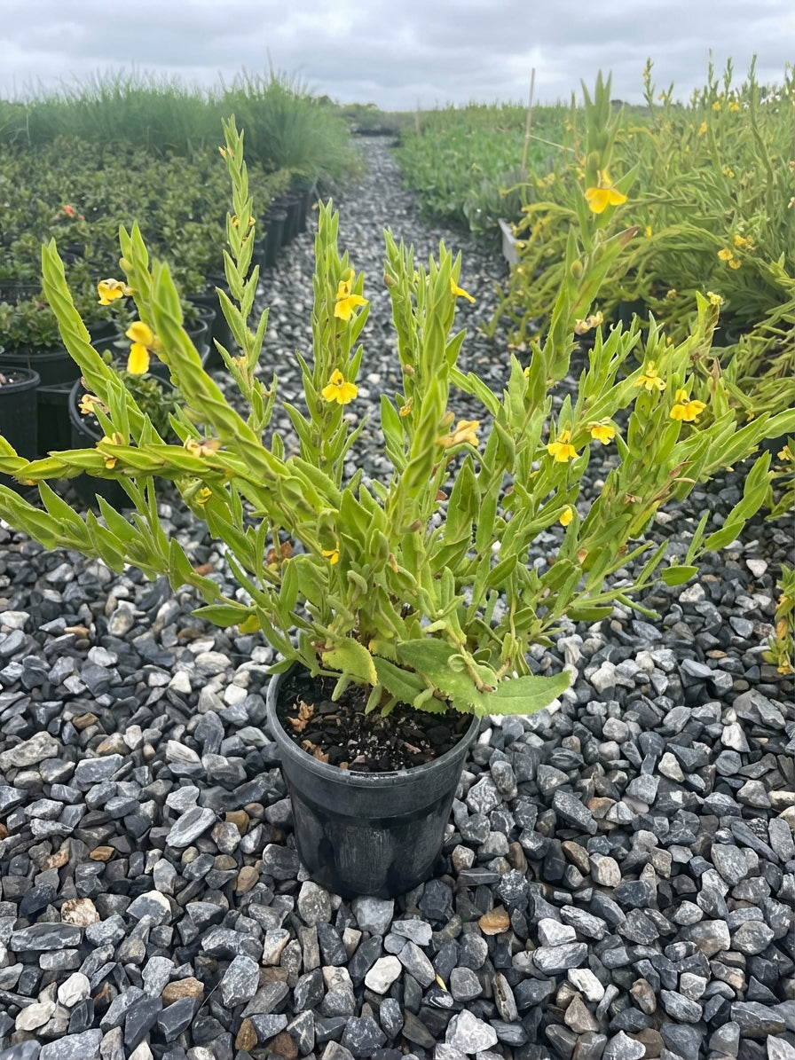 Goodenia amplexans 140mm Pot for sale Adelaide Plant Co