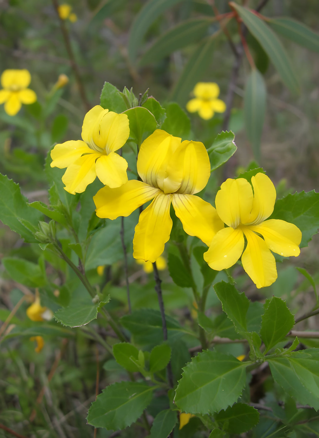 Goodenia Ovata 'Edna Walling Coverup' 140mm Pot for sale Adelaide Plant Co