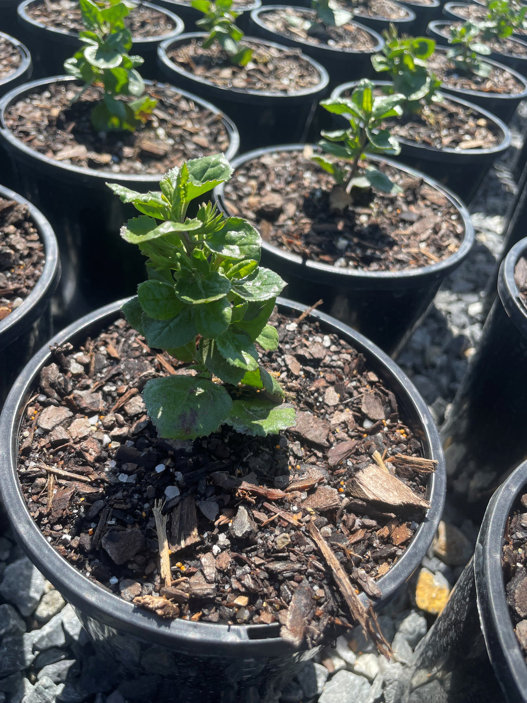 Goodenia Ovata 'Edna Walling Coverup'