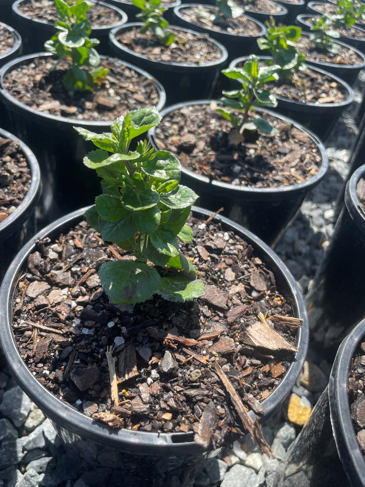 Goodenia Ovata 'Edna Walling Coverup'