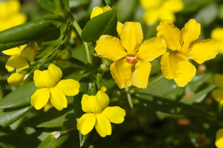 Goodenia Ovata &