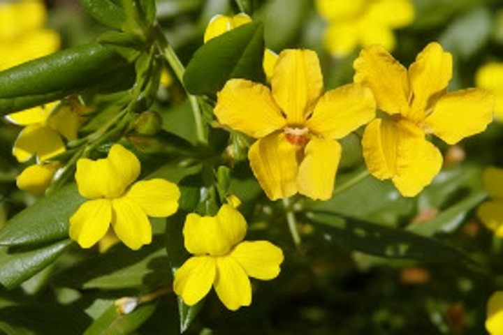 Goodenia Ovata 'Gold Cover'