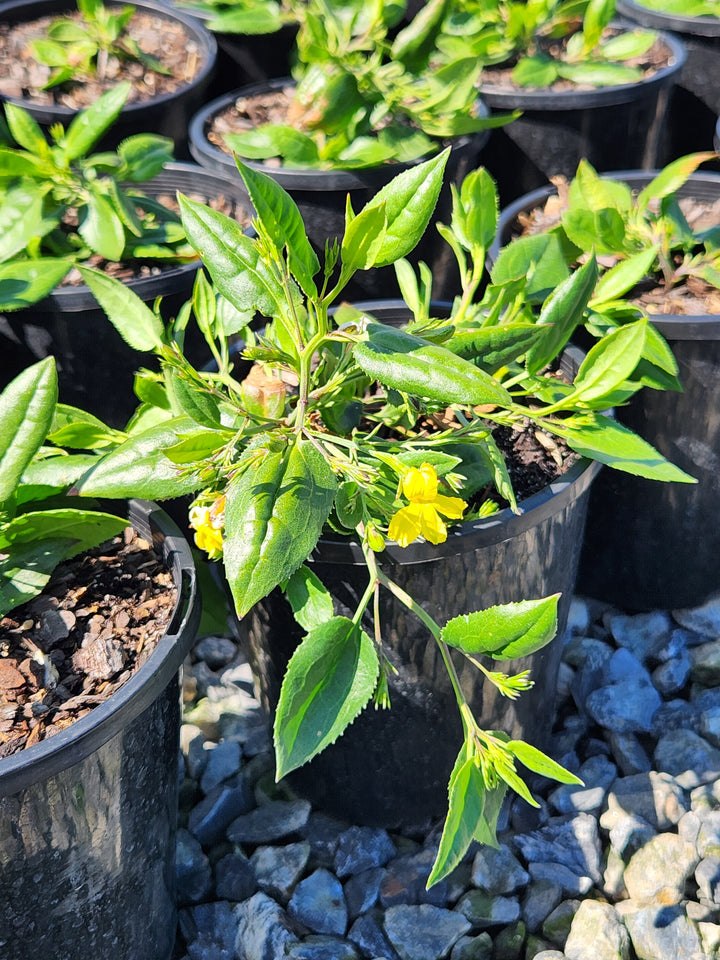 Goodenia Ovata 'Gold Cover'