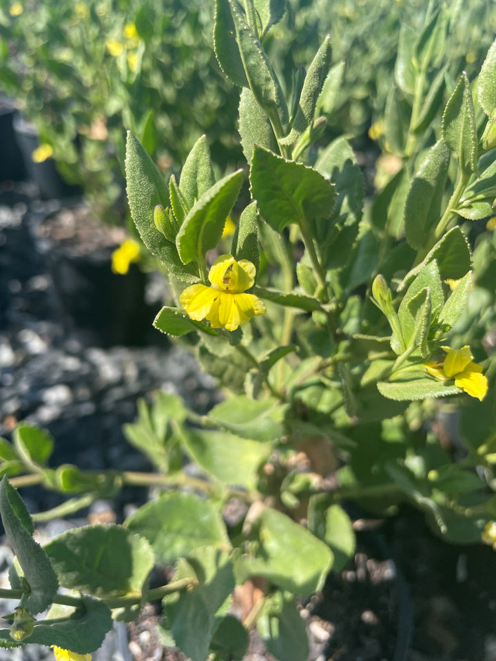 Goodenia ovata 140mm Pot for sale Adelaide Plant Co