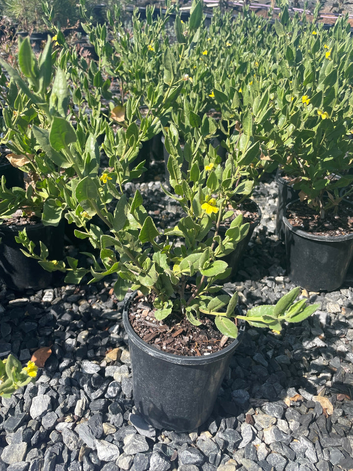 Goodenia ovata for sale Adelaide Plant Co