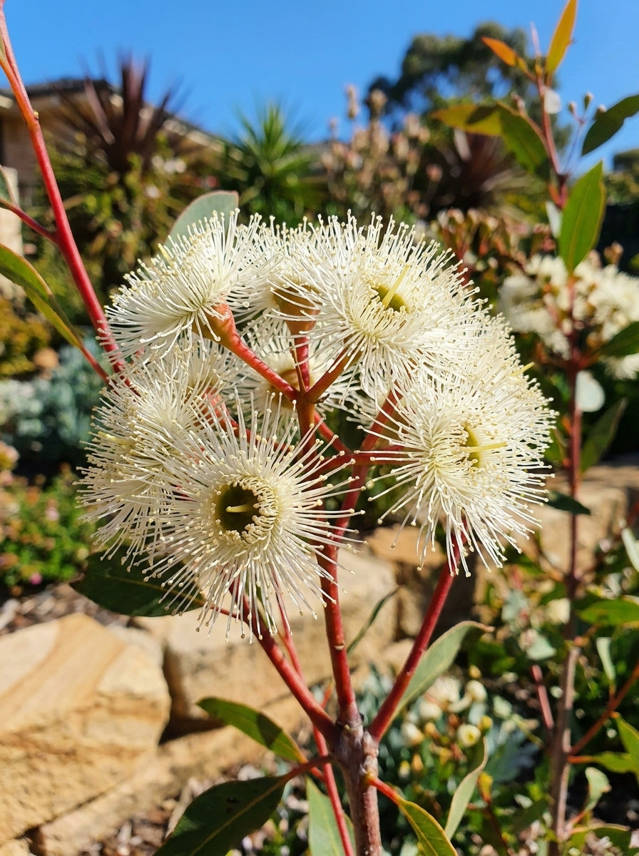 GRAFTED / Corymbia citriodora &