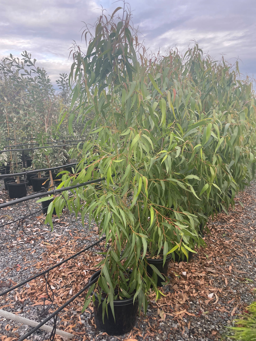 GRAFTED / Corymbia citriodora &