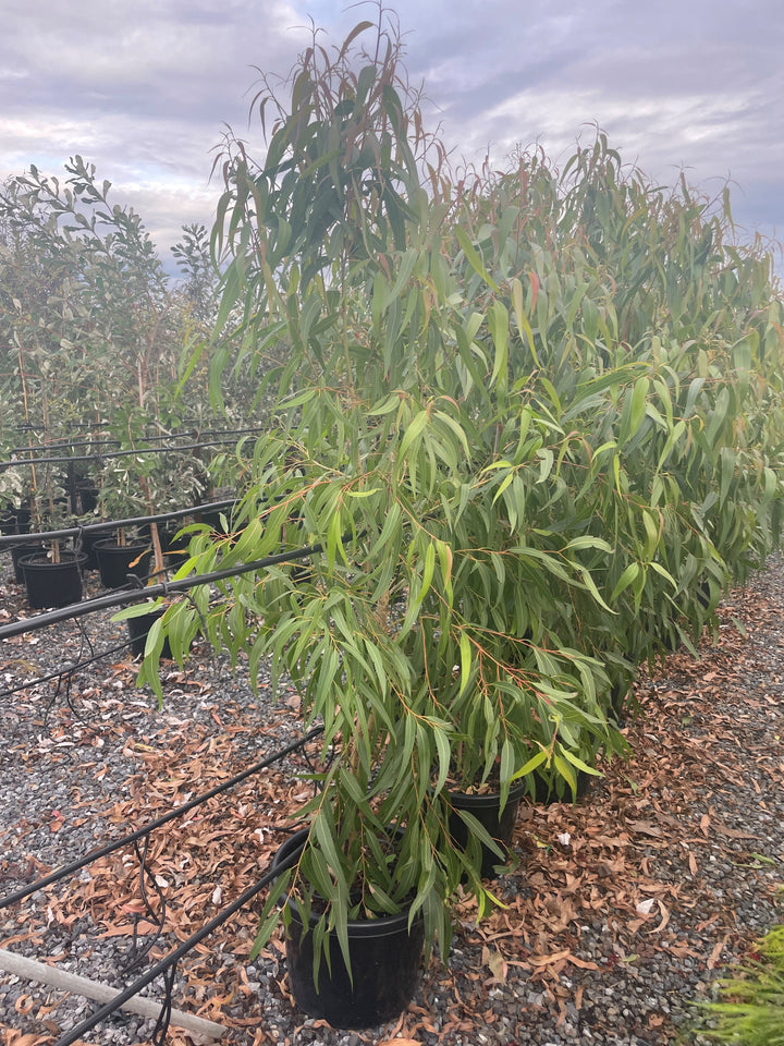 GRAFTED / Corymbia citriodora &