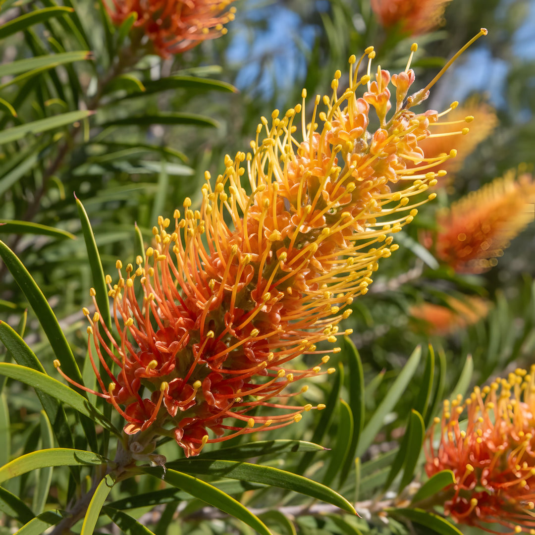Grevillea banksii 'Honey Gem' 200mm Pot for sale Adelaide Plant Co