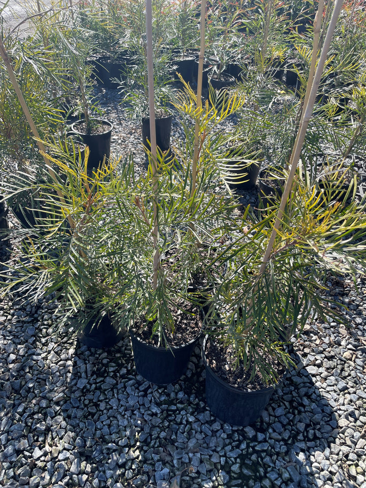 Grevillea banksii 'Honey Gem'