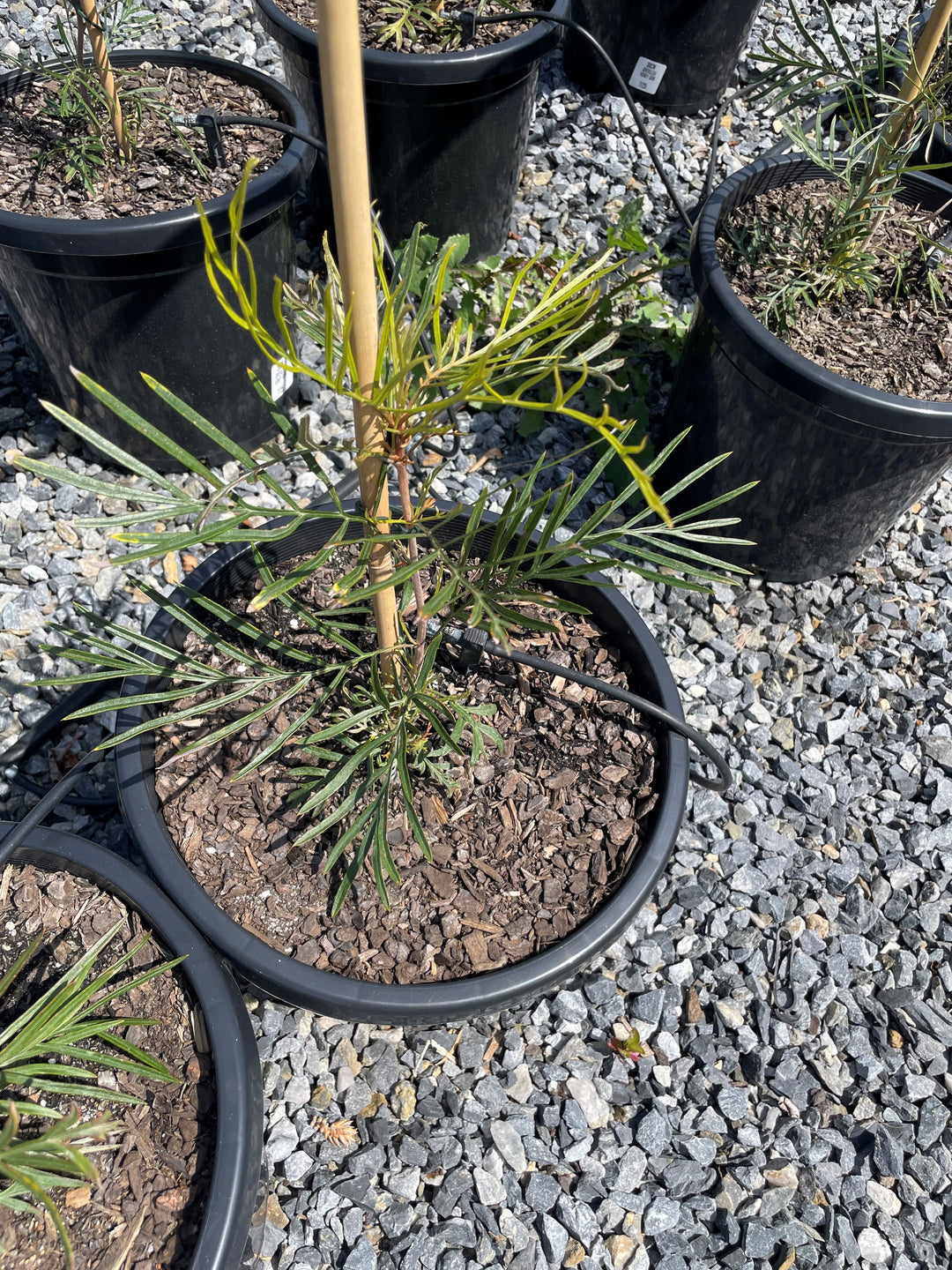 Grevillea banksii 'Honey Gem'