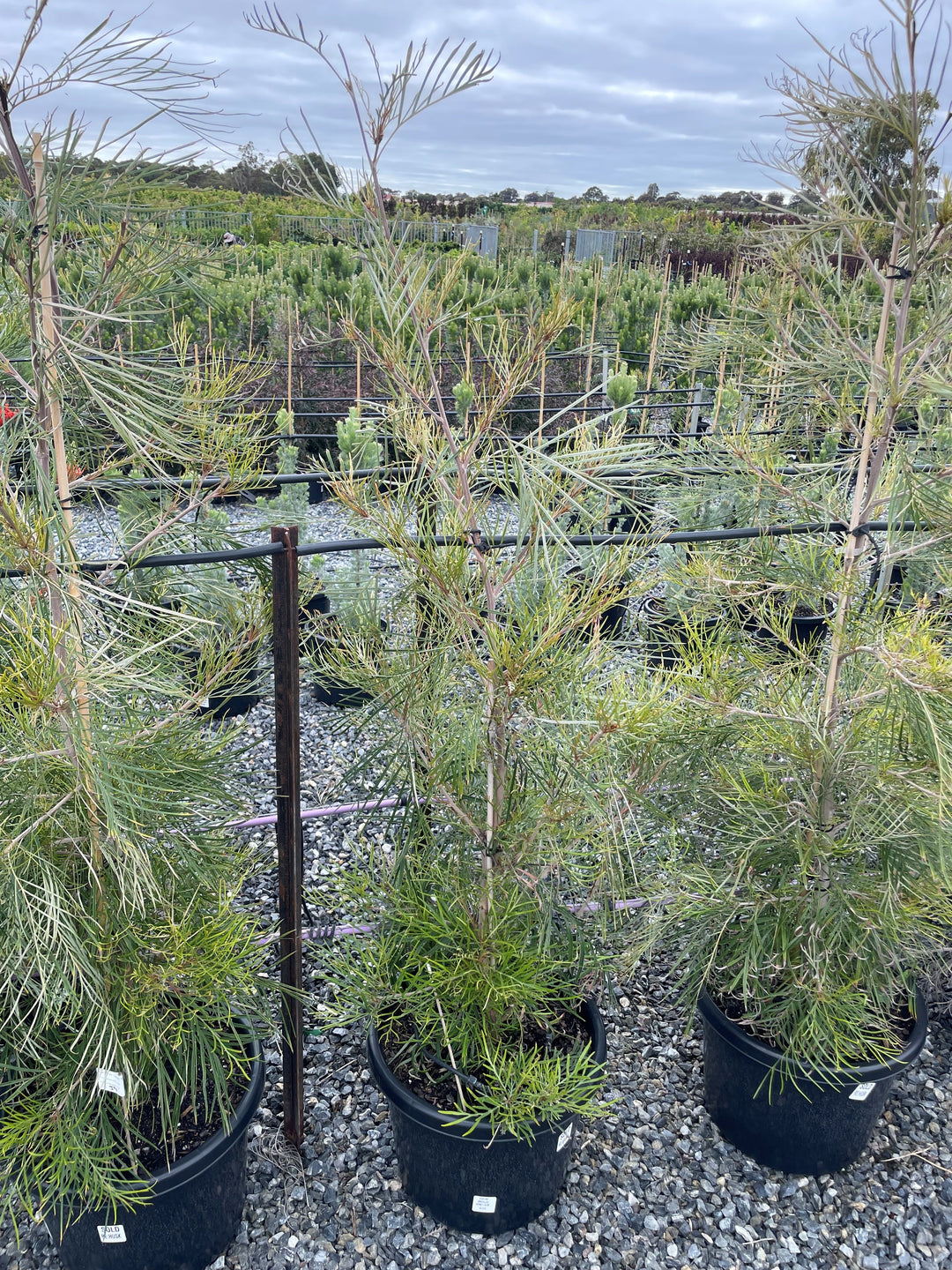 Grevillea banksii 'Honey Gem'