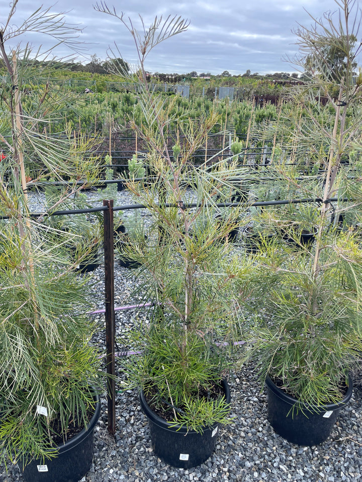 Grevillea banksii 'Honey Gem'