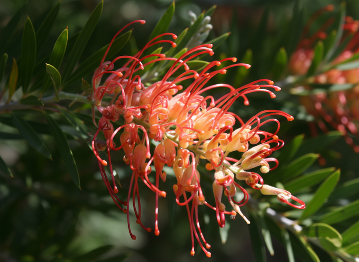 Grevillea Bipinnatifida x Banksii 'Superb'