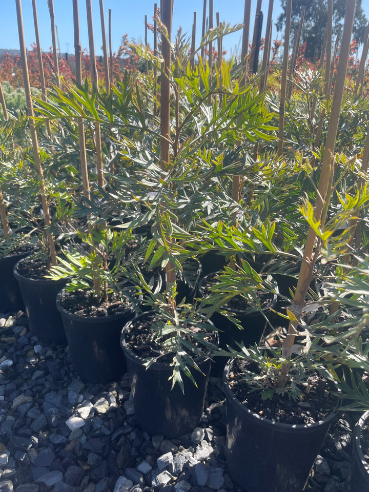 Grevillea Bipinnatifida x Banksii 'Superb'