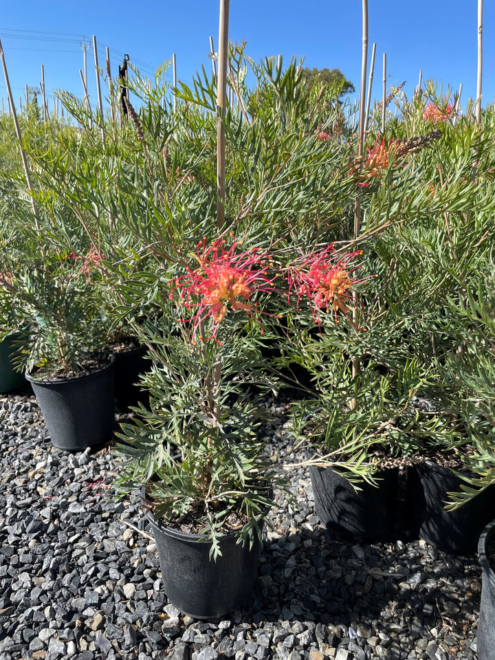 Grevillea Bipinnatifida x Banksii &