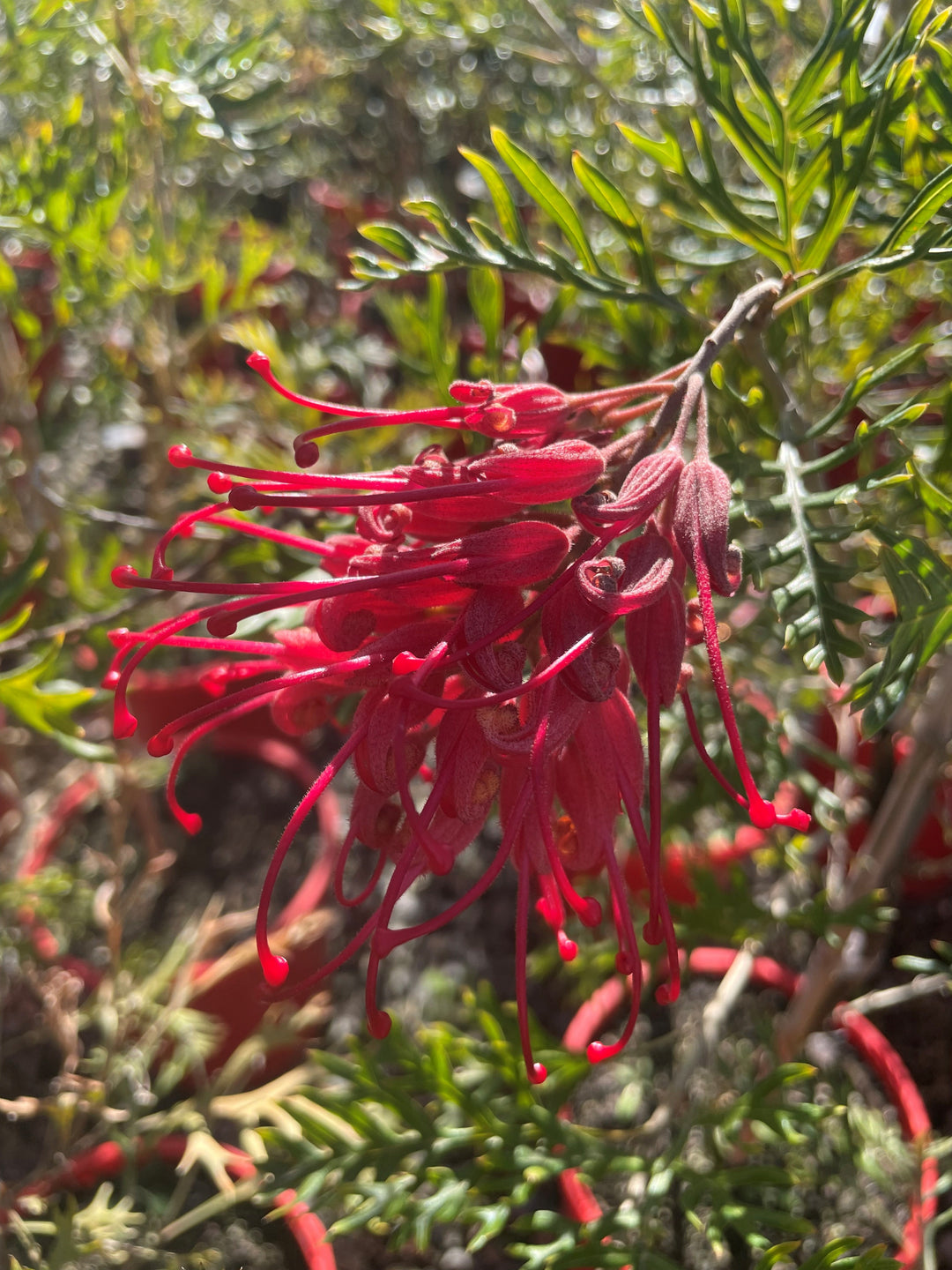 Grevillea Bipinnatifida x Banksii 'Robyn Gordon' 140mm Pot for sale Adelaide Plant Co