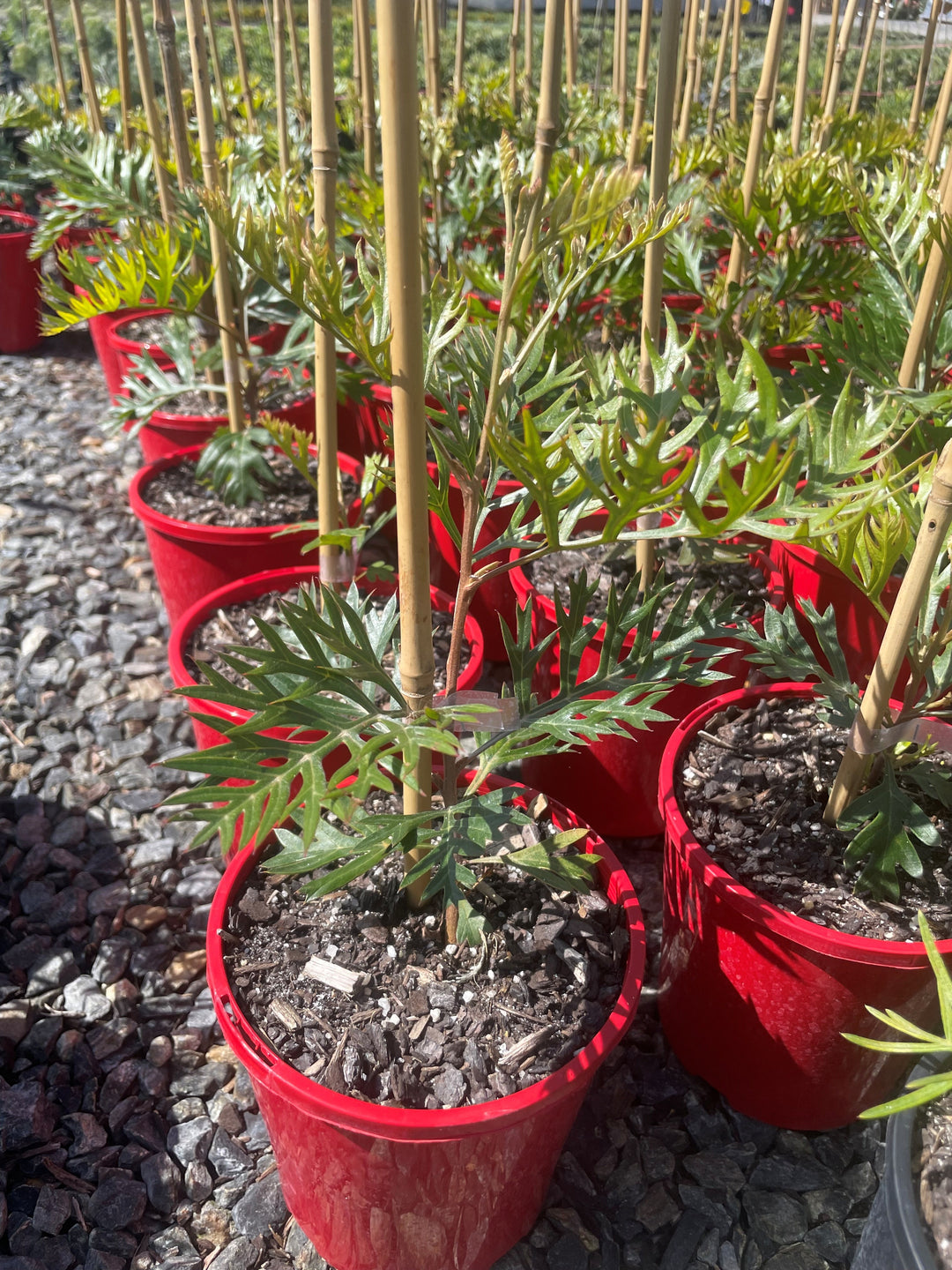 Grevillea Bipinnatifida x Banksii &