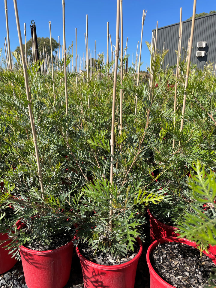 Grevillea Bipinnatifida x Banksii &