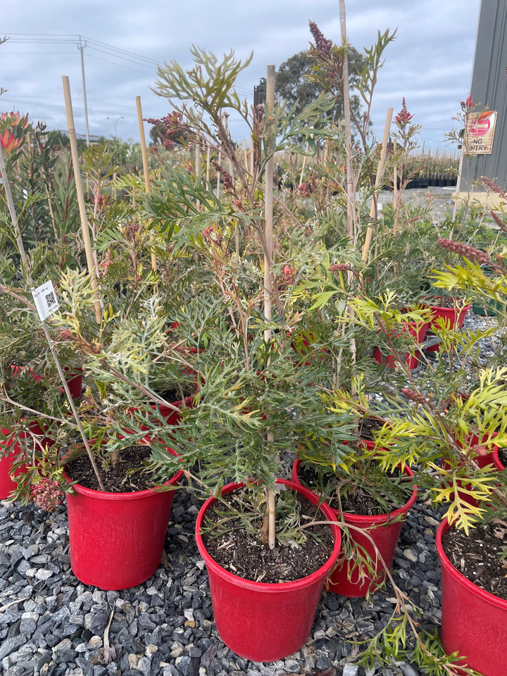 Grevillea Bipinnatifida x Banksii &