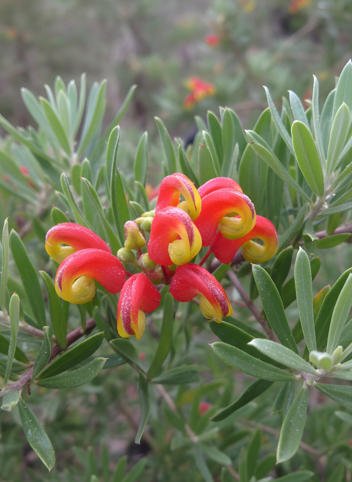 Grevillea &
