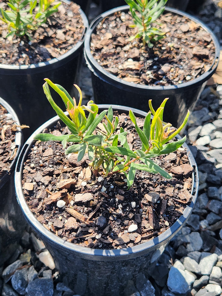 Grevillea &