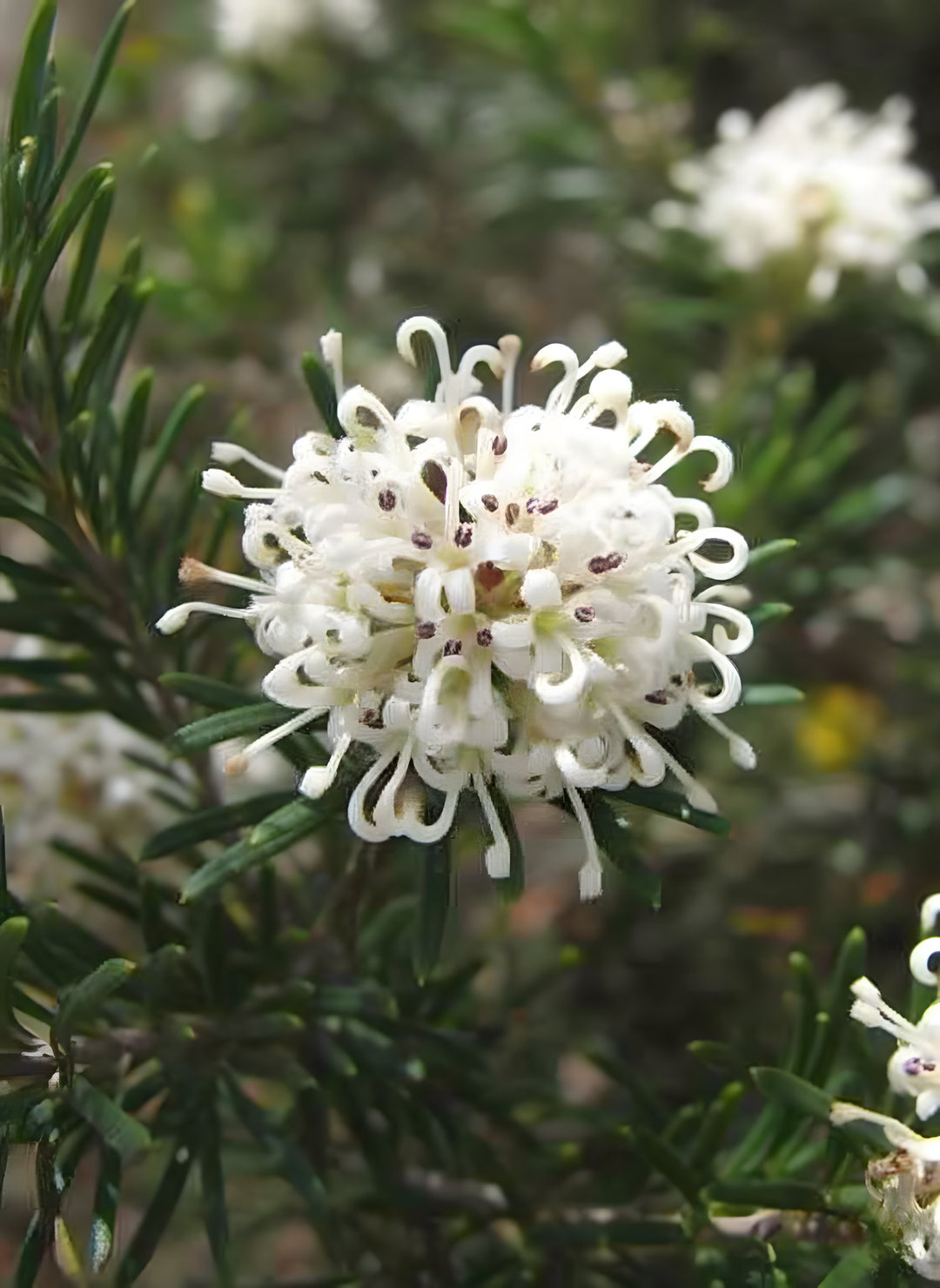 Grevillea Crithmifolia 140mm Pot for sale Adelaide Plant Co