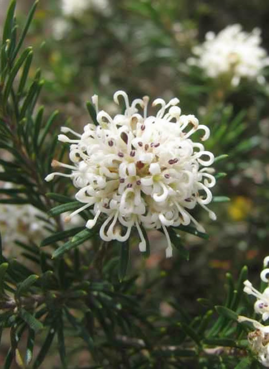 Grevillea Crithmifolia