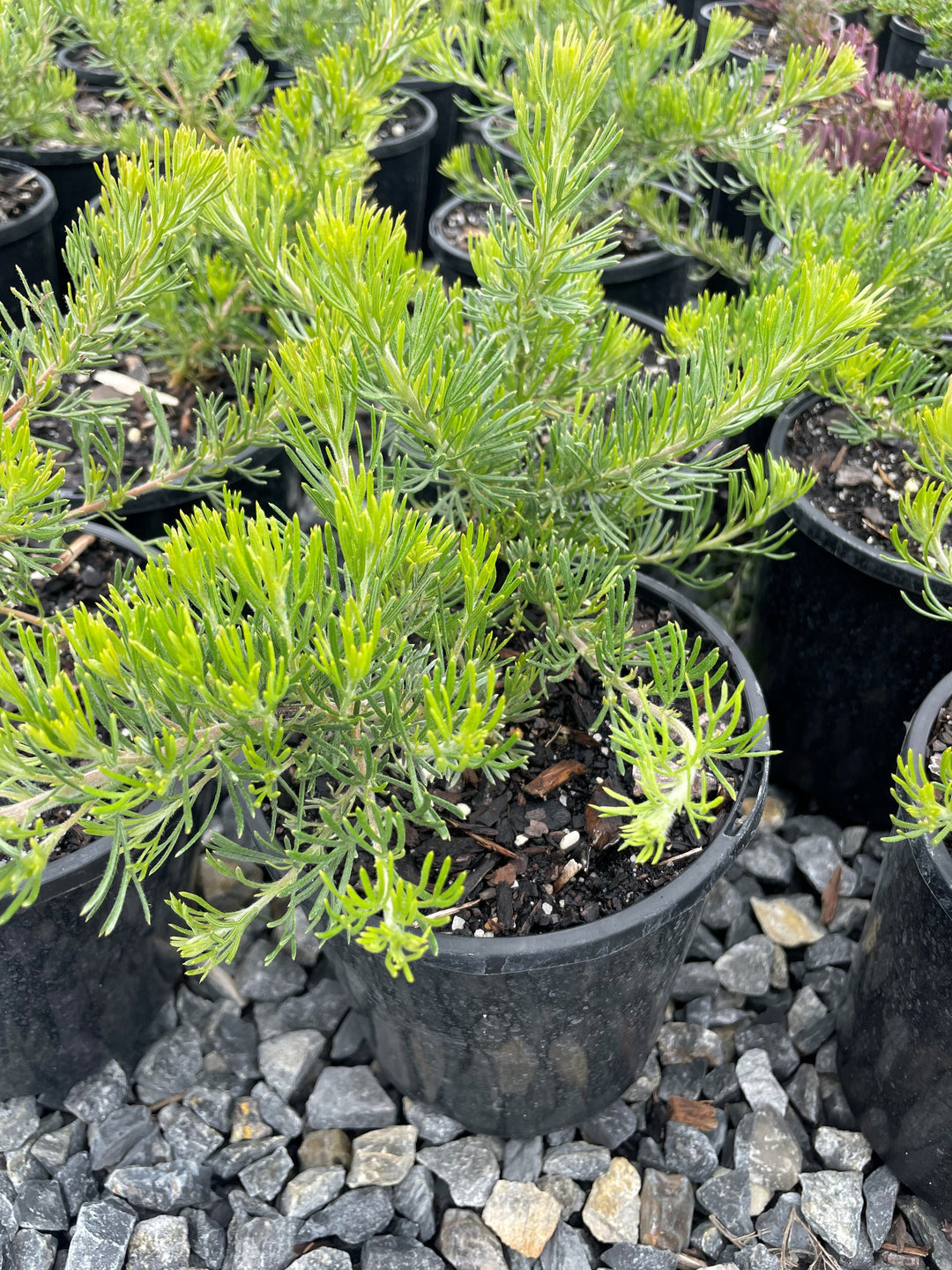 Grevillea Crithmifolia