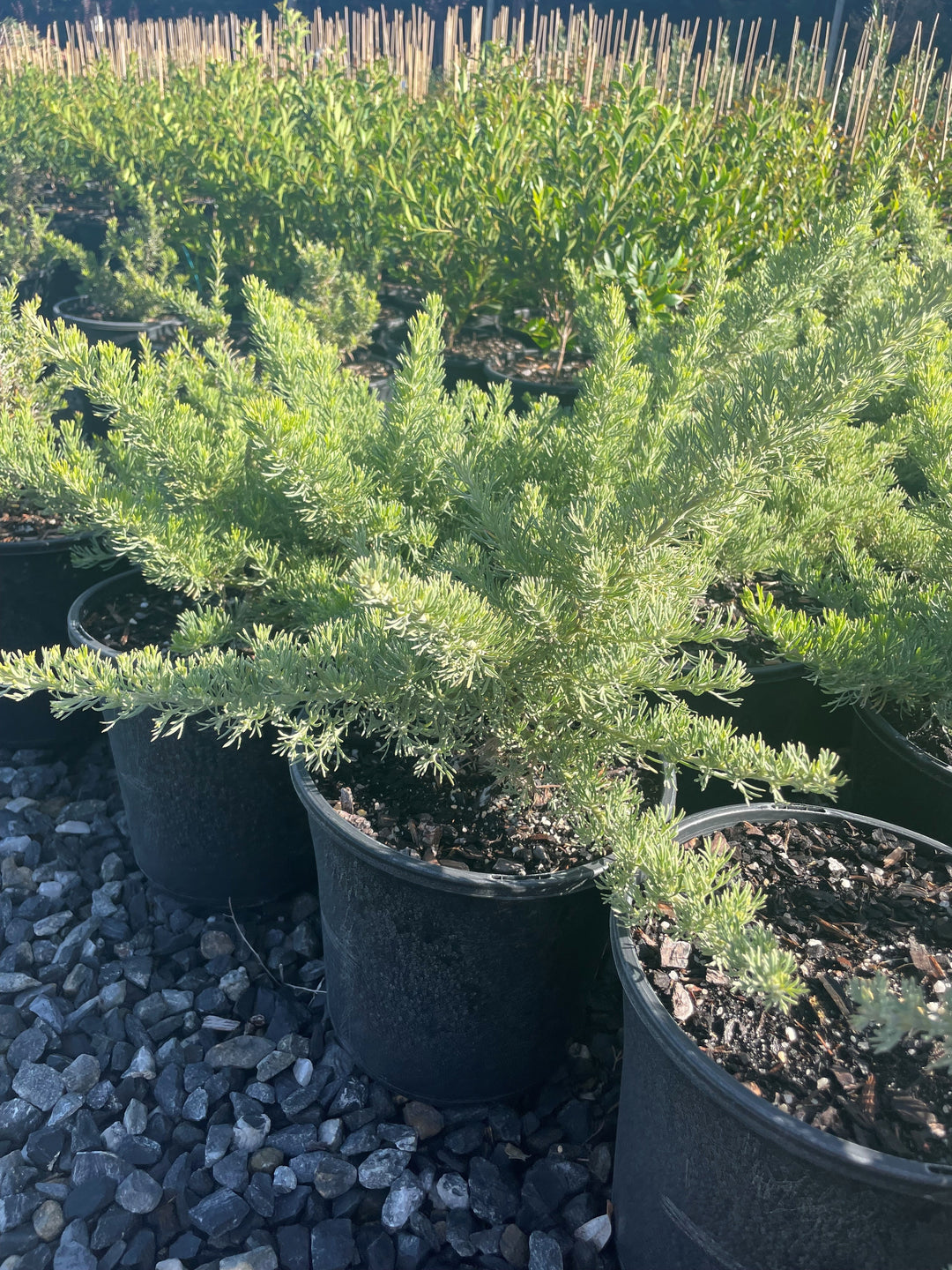 Grevillea Crithmifolia 200mm Pot for sale Adelaide Plant Co