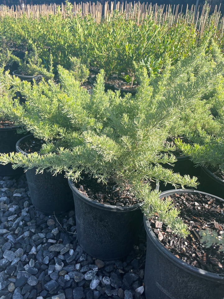 Grevillea Crithmifolia 200mm Pot for sale Adelaide Plant Co