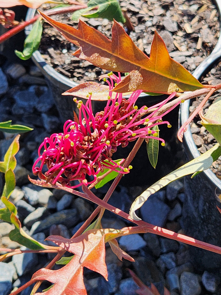 Grevillea Gaudichaudi 140mm Pot for sale Adelaide Plant Co
