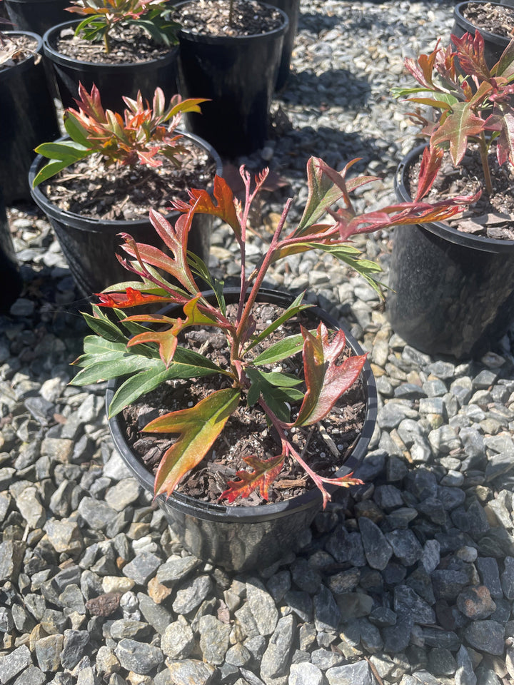 Grevillea Gaudichaudi for sale Adelaide Plant Co