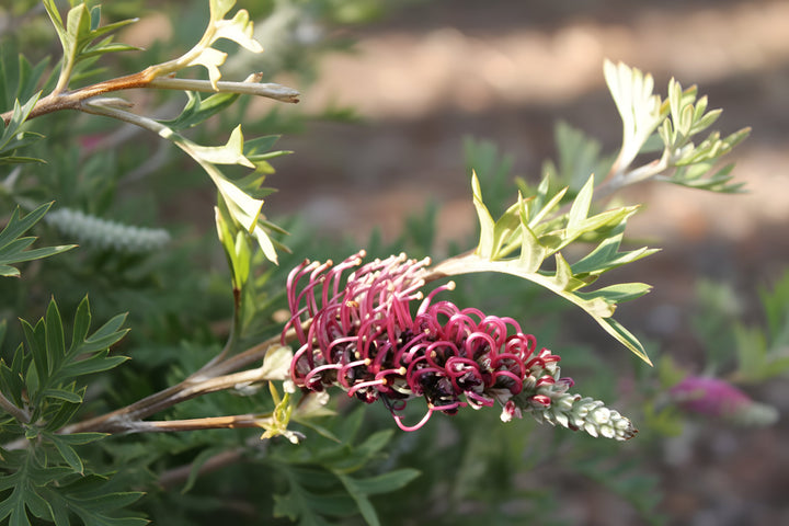 Grevillea Hybrid &