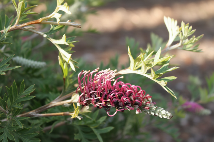 Grevillea Hybrid 'Carpet Layer'
