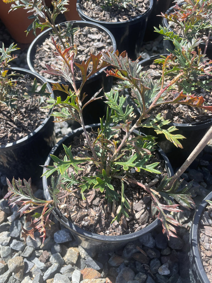 Grevillea Hybrid 'Carpet Layer'